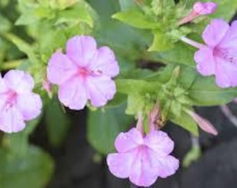Mirabilis Jalapa 'salmon Sunset' Seeds – Four O'clock Flower, Pink