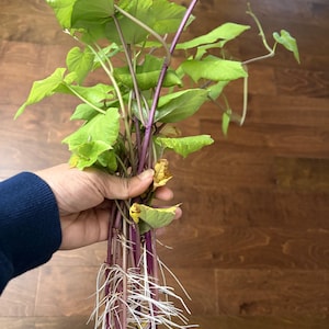 Purple Sweet Potato bare-root slips. Ready to ship