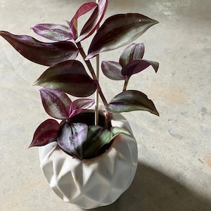Tradescantia Zebrina Starter Plant: Purple Wandering Jew, Home & Office Decor