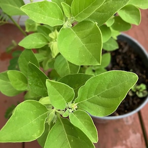 Ashwagandha Seeds || Indian Ginseng|| Organic | Rare | Non GMO | Heirloom | Medicinal Herb