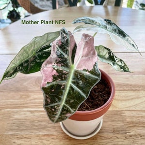 Pink Variegated Alocasia Amazonica - Etsy