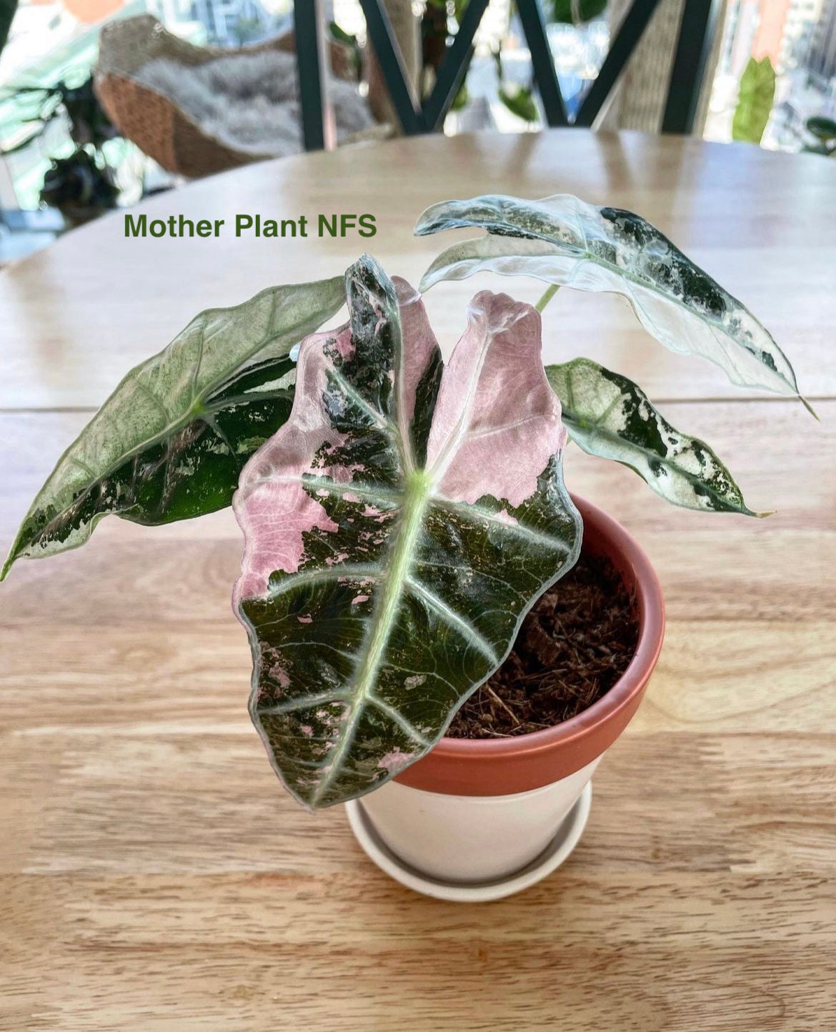 Pink Variegated Alocasia Amazonica - Etsy
