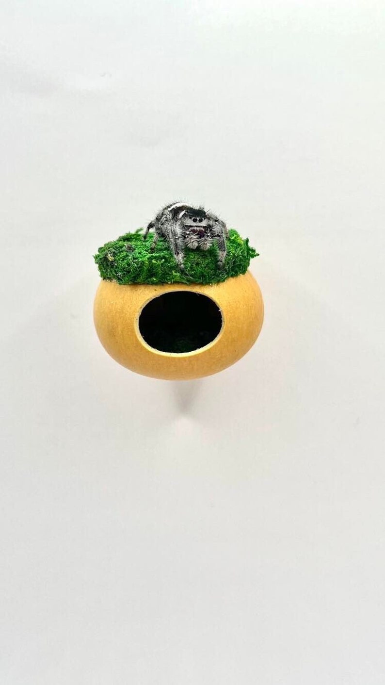 Jumping Spider Mini Gourd Hideaway 