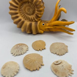 Könnte beinhalten: Eine hellbraune Ammoniten-Fossilskulptur mit einem orangefarbenen, tintenfischartigen Kopf und Tentakeln. Sechs Sanddollar in verschiedenen Beige-Tönen sind unterhalb der Skulptur angeordnet. Die Artikel werden auf einer weißen Oberfläche präsentiert.