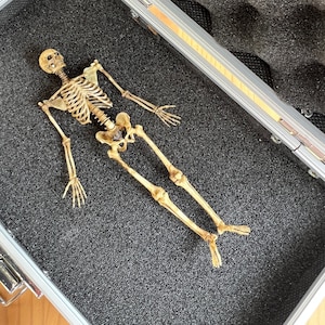 1/18 3D Printed Human Skeleton with Case Halloween Display Handcraft