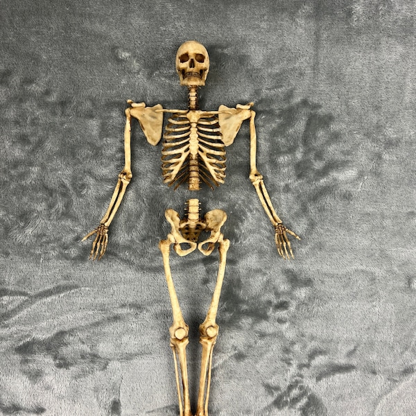 1/6 3D Printed Human Skeleton Display Handcraft