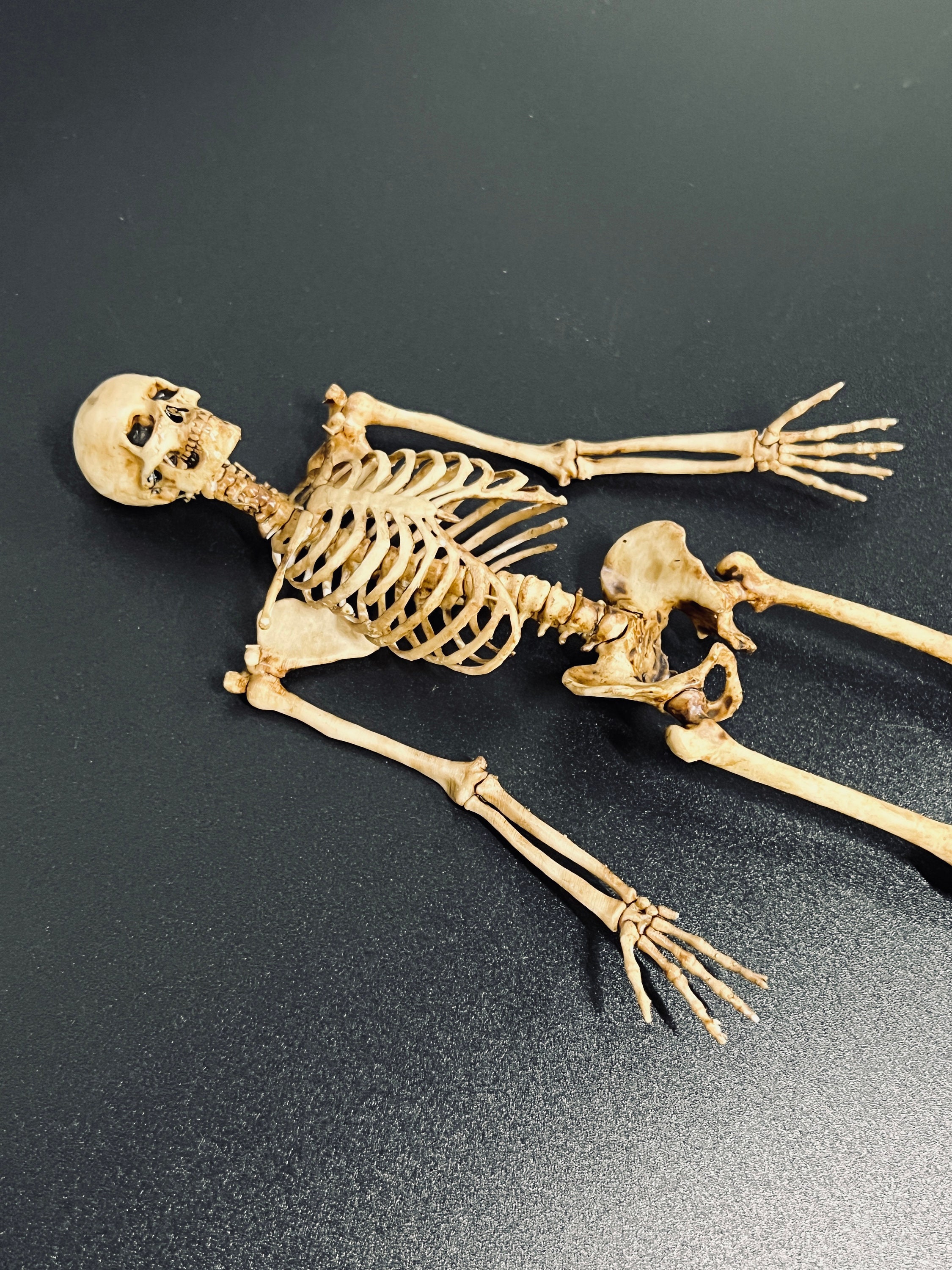 Joli squelette d'acteur Flexi imprimé sur place STL pour impression 3D -   France
