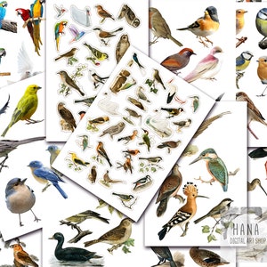 FUSSY CUT BIRDS, Bird Clip Art, Digital Birds, Printable Fussy Cut Birds, Birds Ephemera Junk Journals, Birds Journal. Bird sticker, Bird