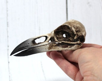 Raven Skull recreated from the Scan of a TOWER OF LONDON Raven Skull, Natural Hand Casted and Hand Painted Macabre Model Beak Christmas Gift