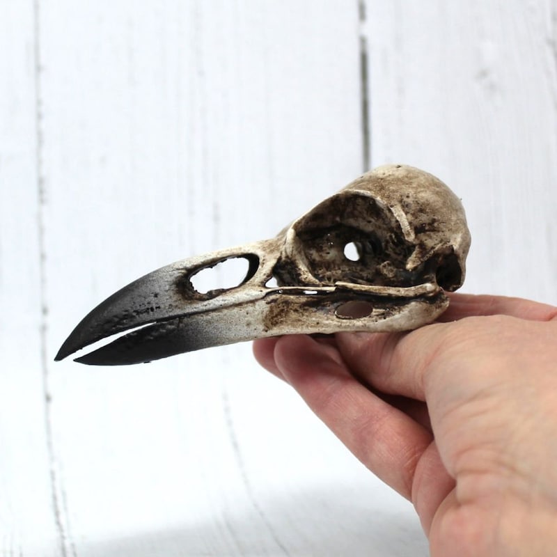 Raven Skull - Etsy