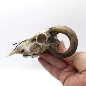 May include: A white animal skull with brown horns. The skull is weathered and has visible teeth. The skull is being held in a hand.