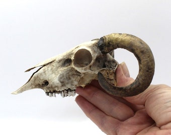 Ram Skull recreated from the Scan of a Real Ram Skull, Natural Hand Made and Hand Painted Macabre Model Beak Horns Gothic Pagan Gift