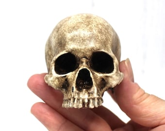 ANATOMICALLY CORRECT Human Skull, Handmade Scaled Down Scan of Human Skull, Lengths 60mm, 80mm, 90mm, 100mm, Jawless, Gothic Gift Collector