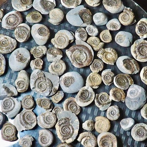 X3 Small Ammonite Fossils Yorkshire
