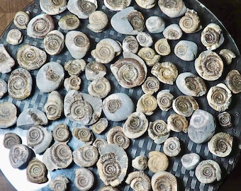 X3 Petits fossiles d'ammonites Yorkshire