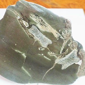 Cut & Polished Ichthyosaur Bones