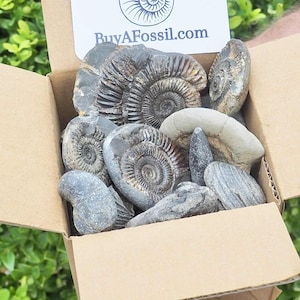 Childrens Fossil Box