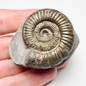 Dactylioceras - Etsy 日本