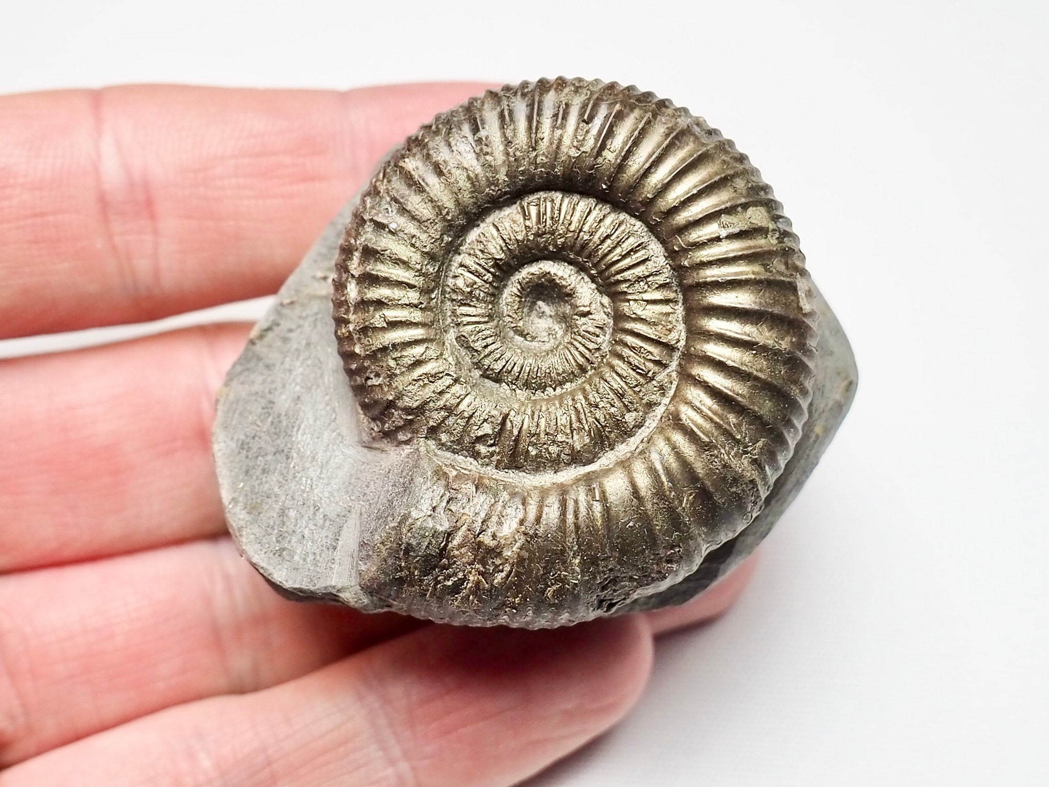 ダクティリオセラスアンモナイト化石4個セット il_fullxfull.5780172372_t4ly.jpg