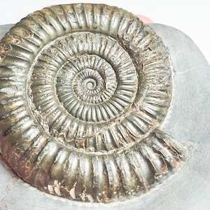 Dactylioceras - Etsy 日本