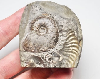 Pâte taillée d'Ammonite Elegantulum