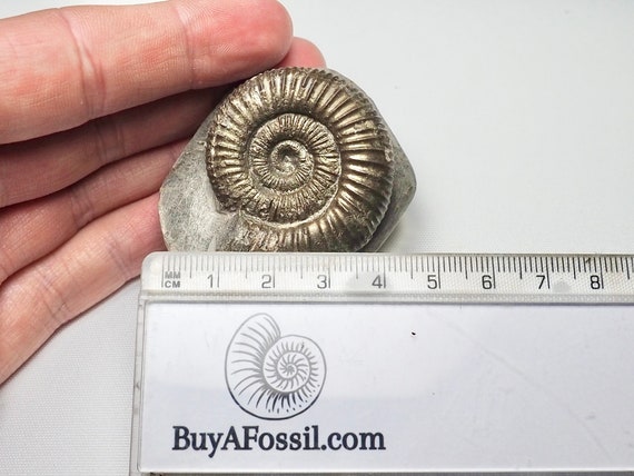 ダクティリオセラス アンモナイト化石 カットベース - Etsy 日本