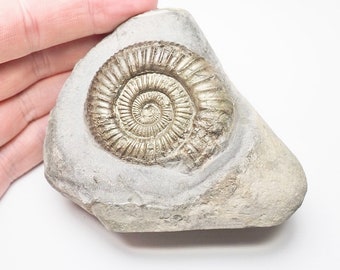 ジュラ紀 前期 アンモナイト ダクティリオセラス 超特大 88mm