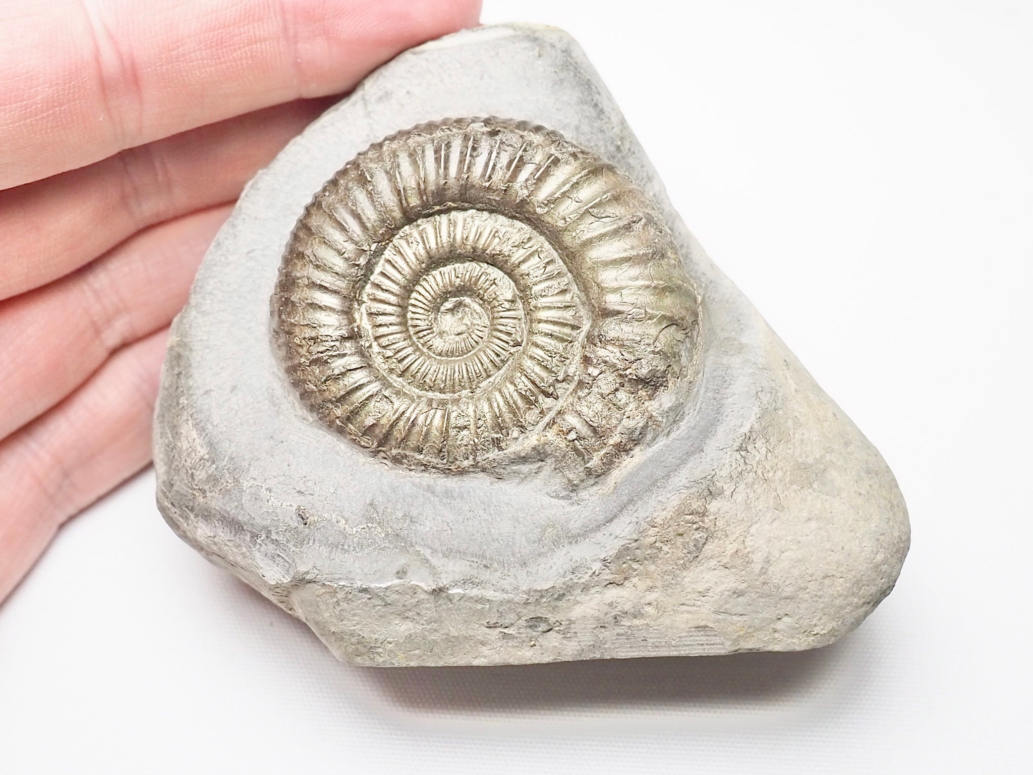 Dactylioceras - Etsy 日本