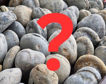 Nodules d'ammonite de Whitby non ouverts - Boîte sélectionnée au hasard