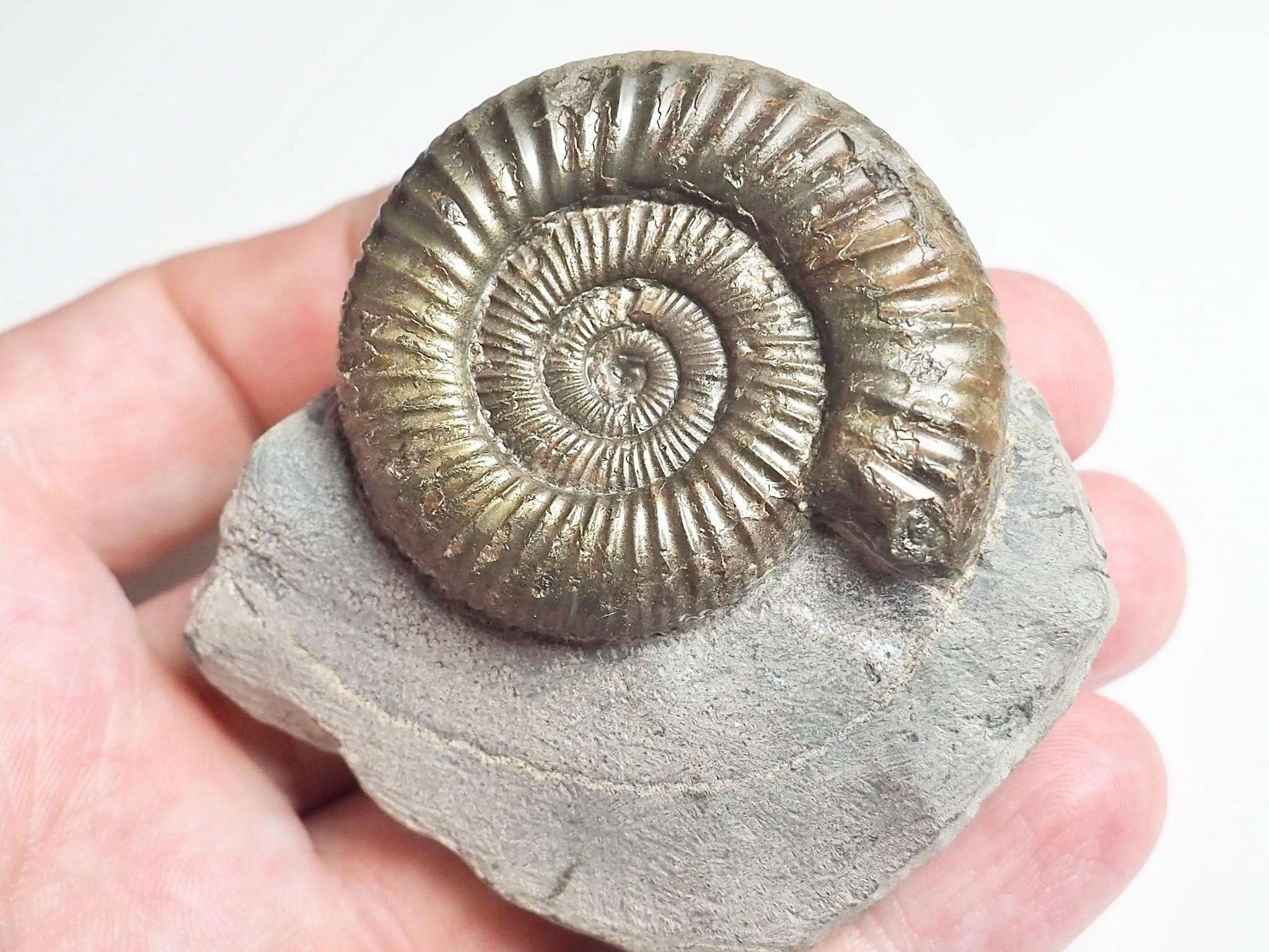 Dactylioceras - Etsy 日本