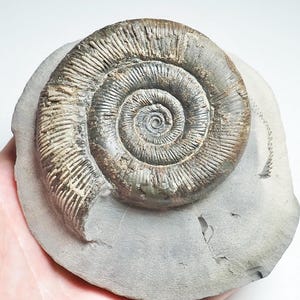 Dactylioceras - Etsy 日本