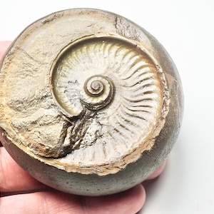 Może przedstawiać: Zfossilizowany amonit w kolorze złotobrązowym i szarym. Amonit to muszla w kształcie spirali z detalicznym, skomplikowanym wzorem.