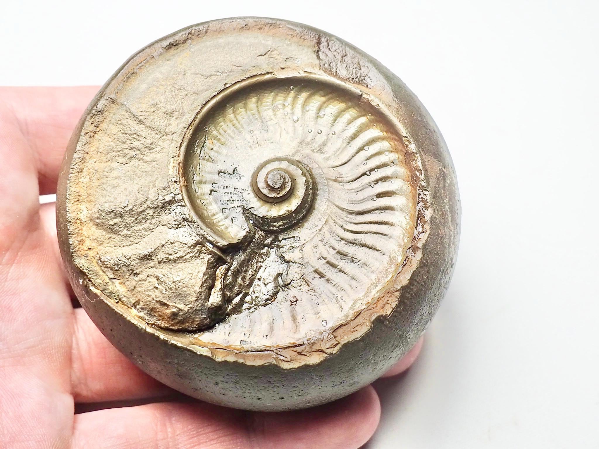 Eleganticeras Ammonite Negative - Etsy