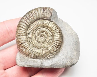 ダクティリオセラス・コミューン化石アンモナイト、ジュラ紀