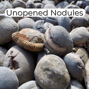 Whitby Unopened Ammonite Nodules - Randomly Selected Box