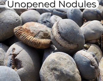 Whitby Unopened Ammonite Nodules - Randomly Selected Box