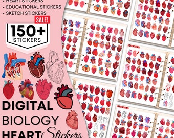 Biology Heart Digital Stickers | Pre-cropped Human Body Stickers | Hand-Drawn iPad GoodNotes| PNG File | Note-Taking | Pharmacology