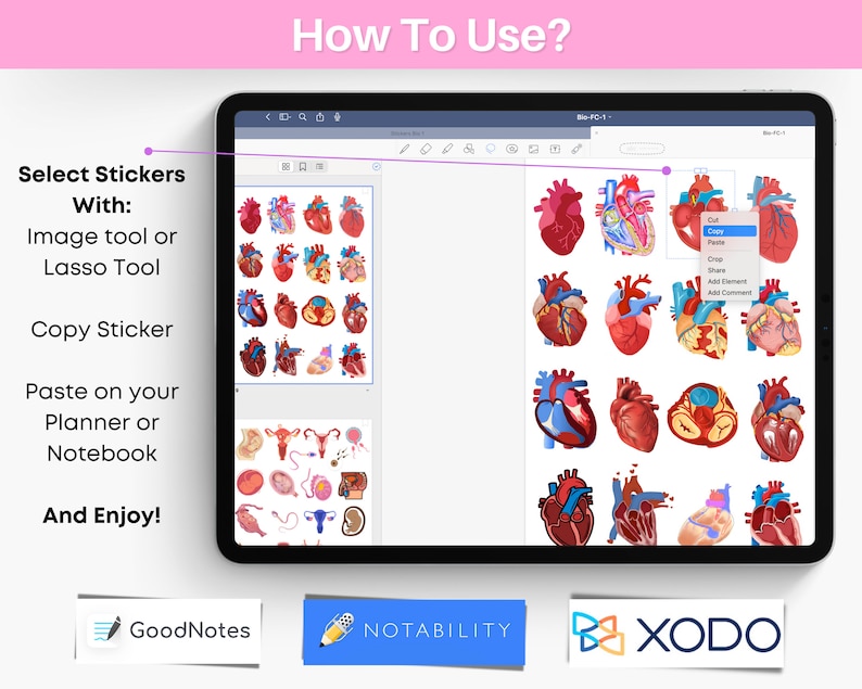 Biology & Anatomy Digital Stickers Pre-cropped Human Body Stickers Hand-Drawn iPad GoodNotes PNG File Note-Taking Pharmacology image 7