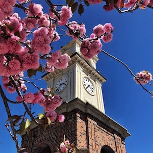 May include: A white clock tower with a brick base and a pink cherry blossom tree in the foreground. The clock face has black Roman numerals and hands.