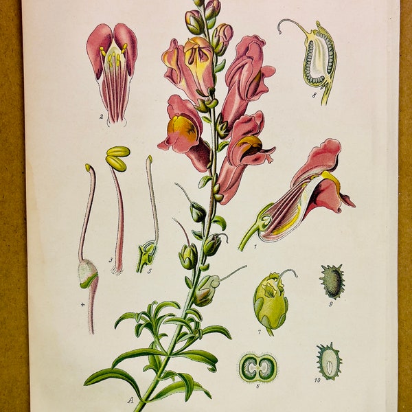 ANTIQUARISCHE ILLUSTRATION Blumen 15x22cm  liliaceae flower pflanzen 1886 botanical Gravure original lithographie biologie design engraving