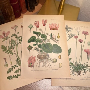 Botanical SET Floral Biological Pflanzen Lithography 1886 Chromolithography Colorisiert