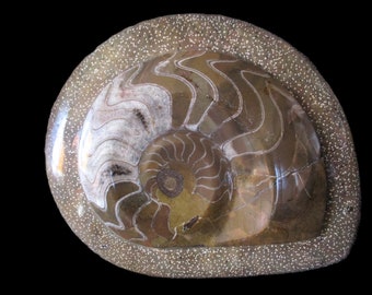 デボン紀ゴニアタイト化石：モロッコ産の鉱化アンモナイト - Etsy 日本