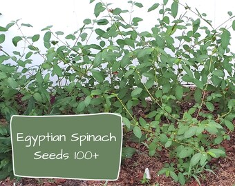 Egyptian Spinach Seeds (Molokhia - Corchorus olitorius) - 100+ Seeds