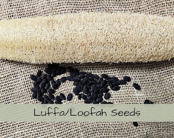 20 Luffa Gourd Seeds, Loofa seeds, Florida seeds, permaculture Loofa seeds, Loofah sponge seeds, Cucurbita cylindrica seeds, louffa, louffah