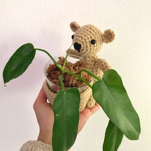 May include: A crocheted teddy bear holding a small potted plant with green leaves. The plant is in a clear plastic pot with moss and is being held by a hand.