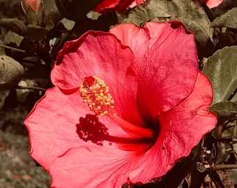 Hibiscus In Red