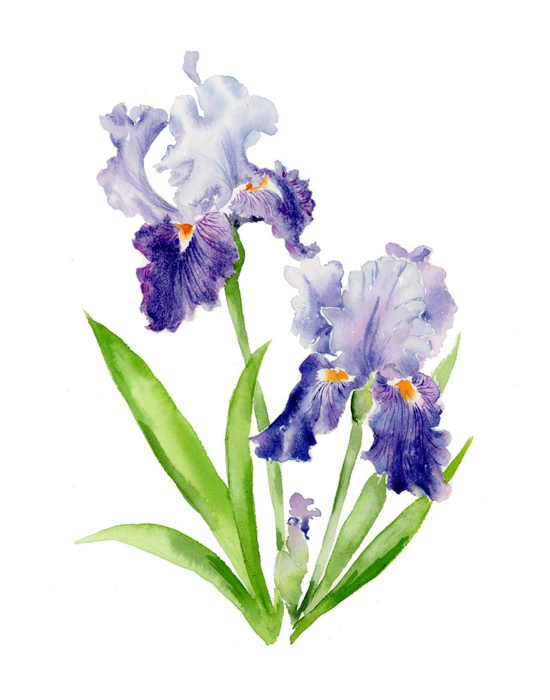 February Birth Flower Print Watercolor Iris Painting Iris - Etsy