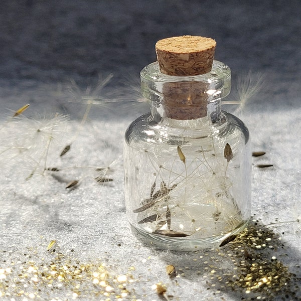 real dandelion dandelion in a vial