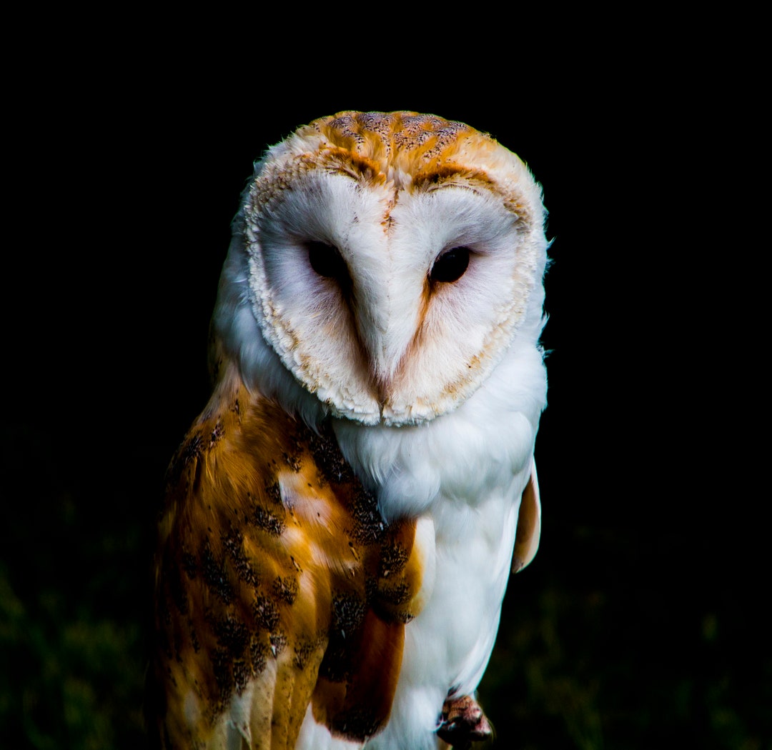 Barn Owl Print - Etsy