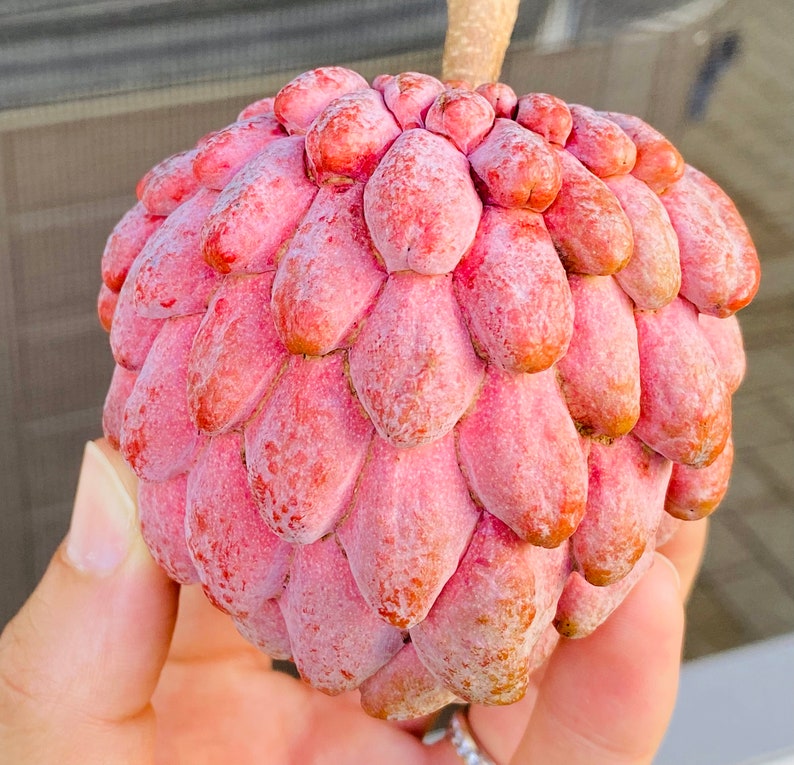 Three Variety Sugar Apple Seeds Individually Labeled 30 Etsy